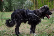 Pettorina in nylon per Cane da pastore del Caucaso Pettorina in nylon per Cane da pastore del Caucaso